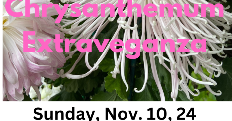 Chrysanthemum Extravaganza